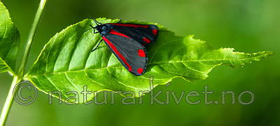 BB 13 0514 / Tyria jacobaeae / Karminspinner